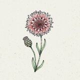 Jora Dahl Centaurea Cyanus "Classic Romantic" - modri glavinec Cene