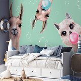  Foto tapeta - Crazy Llamas 250x175 Standard | shoptok.hr