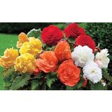 Royal De Ree Lukovica Begonija - Begonia Camelia Mix 3/1 | ePonuda.com