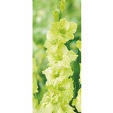 Royal De Ree Gladiolus P Erin 6 /1 cene
