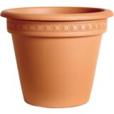 Degrea saksija camellia 42cm