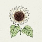Jora Dahl Sončnica Helianthus Debilis "italian white" | Shoptok.si