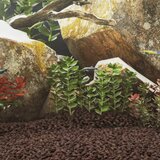 vidaXL Vulkansko kamenje 25 kg crveno 1 - 2 cm | shoptok.hr