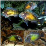 Akvarijum Centar tropheus moorii mpulungu | ePonuda.com