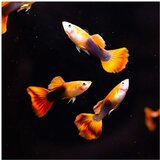 Akvarijum Centar Poecilia reticulata var. - Gupi mix | ePonuda.com