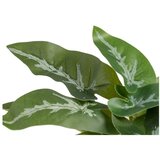 Ixia Umetna rastlina (višina 21 cm) Syngonium – | Shoptok.si