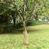 vidaXL Rola iz jute 0,5x50 m 100 % juta 200 g/m² Cene