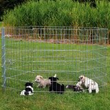 Olimp Sport Žičana ograda za štence | ePonuda.com