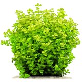 Rainforest lysimachia nummularia aurea | ePonuda.com