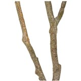 Ixia Umjetna biljka (visina 116 cm) Oak Tree – | shoptok.hr