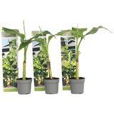Plant in a Box japonski bananovec - 3 kos - musa basjoo - vi&scaron;ina 25-40cm - ⌀9cm, (21757488) cene