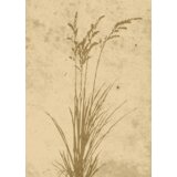Venture Home poster Plant Art 50 × 70 cm, bež | shoptok.hr