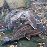  Prirodna mamac za ribe FishPoint | shoptok.hr