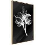  Poster - White Plant 20x30 Cijene