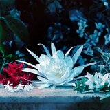 Gucci Bloom Intense parfemska voda sprej za žene 10 ml | shoptok.hr