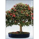 TROPICA Camelie | Shoptok.si