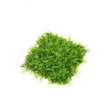 Emerald Zidna dekoracija Zeleni zid 3D Juniperus, 50x50cm Cene