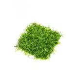 Zidna dekoracija Zeleni zid 3D Juniperus, 50x50cm