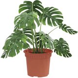 Okrugla saksija za cveće 6 pcs Crvena cigla Ø 12 5 x 10 cm - Crvena cigla Ø 12 5 x 10 cm 6 | shoptok.hr