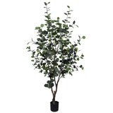  EUKALIPTUS 180CM Cijene