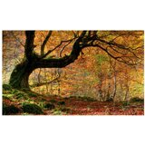  Tapeta - Autumn forest and leaves 450x270 | shoptok.hr