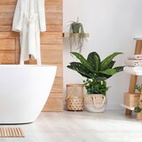 MID.YOU Umetna Rastlina Diefenbachia | Shoptok.si