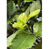 TROPICA Yuzu - 5 zrn. Cene