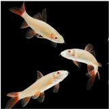 Akvarijum Centar epalzeorhynchos frenatus sp. albino | ePonuda.com