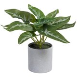 Ixia Umetna rastlina (višina 21 cm) Syngonium – | Shoptok.si