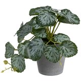 Ixia Umjetna biljka (visina 21,5 cm) Saxifraga – | shoptok.hr