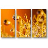  Slike na platnu biljke | ePonuda.com