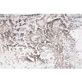 Slikana slika na platnu apstrakt 50x50 cm