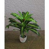 Lilium dracena fragrans 65*65cm, bez saksije,WNT137656 Cene