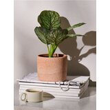 Sinsay Umjetna dekorativna biljka Alocasia u posudi | shoptok.hr