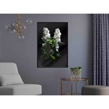  Poster - White Lilac 40x60 | shoptok.hr