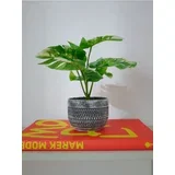 Ukrasna biljka u loncu – monstera