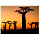  Tapeta - African baobab trees 400x309 | shoptok.hr
