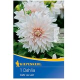 KIEPENKERL Lukovice jesenskog cvijeća (Dalija 'Café au Lait', 1 Kom.) | shoptok.hr