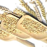  Pšenica belija 1kg | ePonuda.com