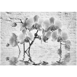 Tapeta - Orchid in Shades of Gray 400x280 | shoptok.hr