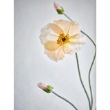 Bloomingville Umetna rastlina (višina 110 cm) Poppy – | Shoptok.si