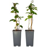 Plant in a Box navadna robida - 2 kos - rubus fruticosus 'thornfree' - višina 50-60cm - ⌀15cm, (21757506) Cene