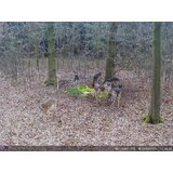 OXE Lovska kamera Spider 4G in zaščitna kovinska škatla + 32GB SD kartica, 8 baterij in stativ BREZPLAČNO! | Shoptok.si
