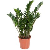 Plant in a Box zamija - zamioculcas emerald - višina 70-80cm - ⌀21cm, (21758169) cene