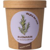Urbana bašta Biljka na dar Ruzmarin | Eponuda.com