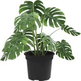  Okrugla saksija za cveće 24 pcs Crna Ø 12 5 x 10 cm Plastika - Crna Ø 12 5 x 10 cm 24 | shoptok.hr