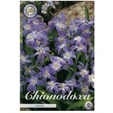  Lukovice proljetnog cvijeća Chionodoxa Luciliae (Ljubičasta, Botanički opis: Chionodoxa, 1 Kom.) | shoptok.hr