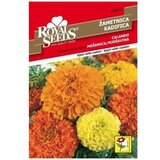  Kadifica niska Calando Royal Seeds Cijene