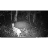 OXE Lovska kamera Viper in klasični daljnogled FOMEI 7-21X40 ZCF Zoom + 32GB SD kartica, 4 baterije in stojalo! | Shoptok.si