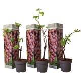 Plant in a Box vinska trta - 3 kos - vitis vinifera 'pinot gris' - višina 25-40cm - ⌀9cm, (21757740) Cene